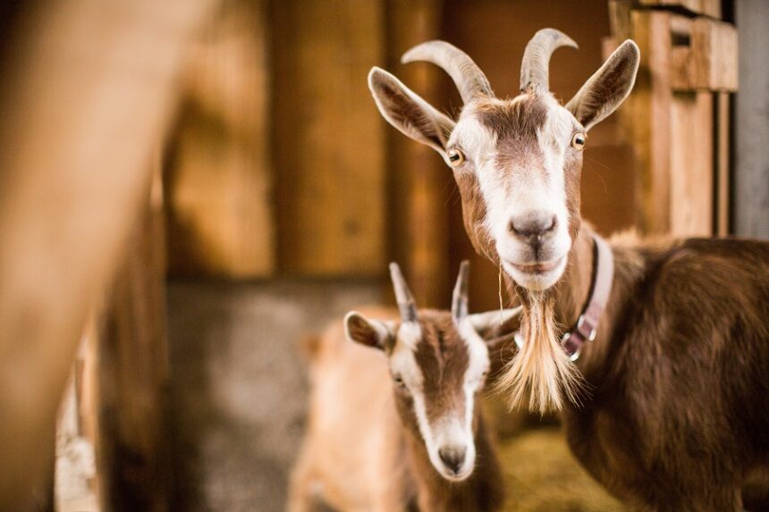 alerta doua focare de variola ovina si caprina confirmate in judetul constanta inspectorii veterinari au gasit si alte abateri grave 6a7f5388a94f8