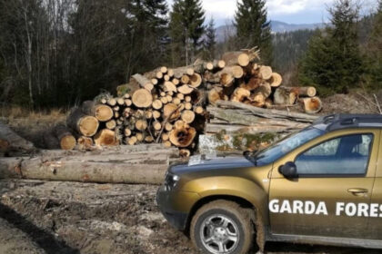 buzoianu garda forestiera a descoperit una dintre cele mai mari zone de taieri ilegale de arbori din ultimii ani 6a7accf1be7eb