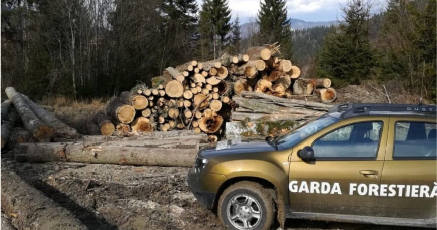 buzoianu garda forestiera a descoperit una dintre cele mai mari zone de taieri ilegale de arbori din ultimii ani 6a7accf1be7eb