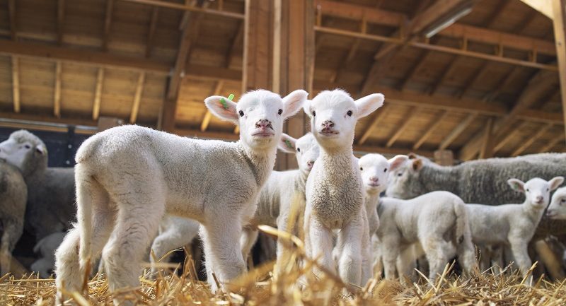 dsvsa si crescatorii de ovine din pantelimon intalnire urgenta dupa aparitia unui caz de variola la animale 6a9030b94dedc