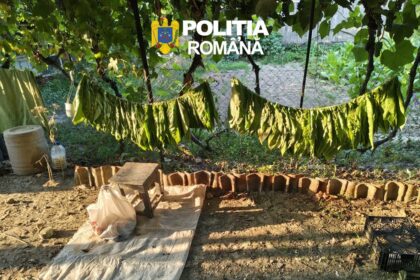 foto cinci tone de tutun si o fabrica artizanala de tigari gasite la o perchezitie domiciliara in judetul tulcea 6a7321ada38a3