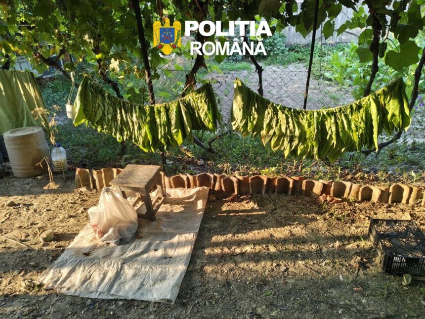 foto cinci tone de tutun si o fabrica artizanala de tigari gasite la o perchezitie domiciliara in judetul tulcea 6a7321ada38a3