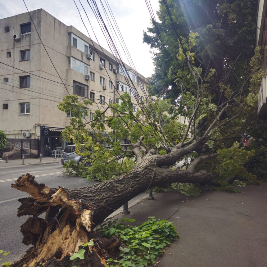 foto video la un pas de tragedie un copac a cazut din senin ce spun oamenii care treceau pe i g duca 6a8e998edfb28