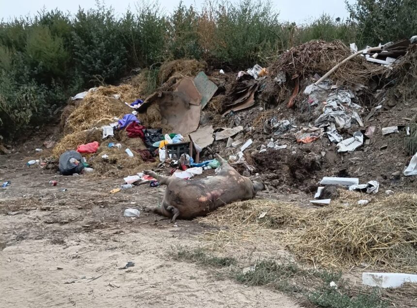 galerie foto primaria aliman a ingropat ilegal mai multe cadavre de porci pe camp 6a86fdecaa6ff