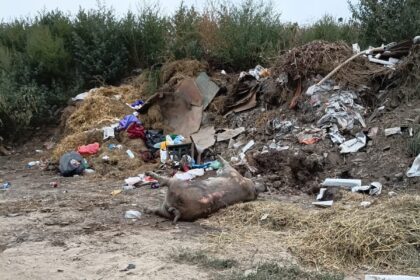 galerie foto primaria alimanu a ingropat ilegal mai multe cadavre de porci pe camp 6a86fa4539e3d