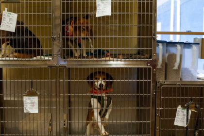 o femeie care tinea zeci de caini in conditii ingrozitoare a fost trimisa in judecata pentru uciderea si schingiuirea animalelor 6a86cdc60e2d3