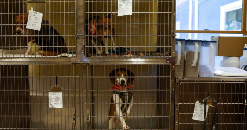 o femeie care tinea zeci de caini in conditii ingrozitoare a fost trimisa in judecata pentru uciderea si schingiuirea animalelor 6a86cdc60e2d3