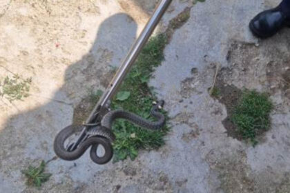 sarpe de un metru gasit in curtea unei familii din arad cum explica biologii aparitia acestor animale in gospodarii 6a71ab6fae30f