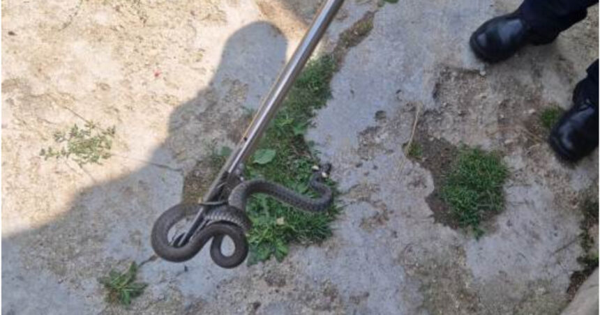 sarpe de un metru gasit in curtea unei familii din arad cum explica biologii aparitia acestor animale in gospodarii 6a71ab6fae30f