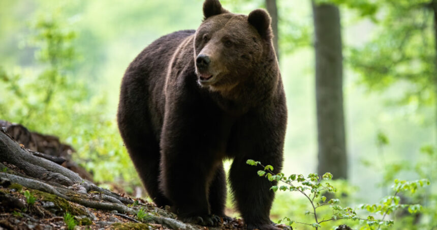 un urs a fost impuscat in poiana brasov dupa ce a incercat in repetate randuri sa intre in anexele unui hotel 6a7dcb8338498