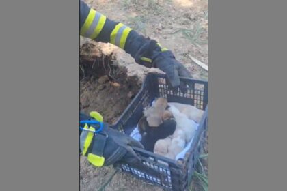video alerta 112 mai multi catelusi salvati de pompierii din constanta de sub un mal de pamant 6a72fe9517032