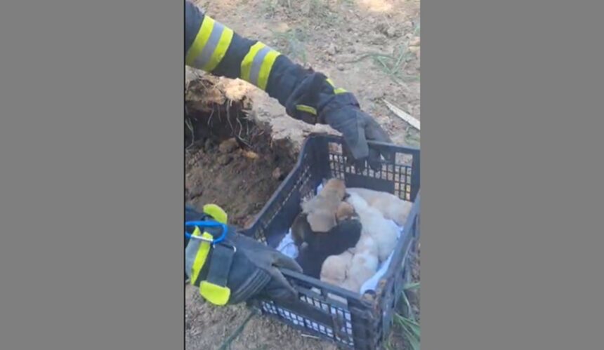 video alerta 112 mai multi catelusi salvati de pompierii din constanta de sub un mal de pamant 6a72fe9517032