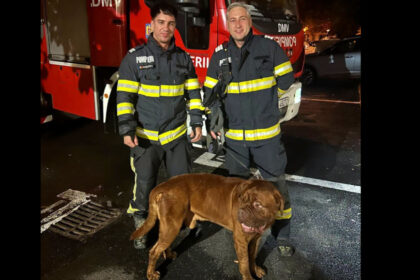 video choco va multumeste misiune neobisnuita pentru pompieri cum au salvat un catelus de 65 de kilograme 6a91ae22a1fa1