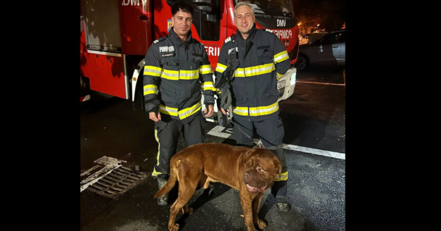 video choco va multumeste misiune neobisnuita pentru pompieri cum au salvat un catelus de 65 de kilograme 6a91ae22a1fa1