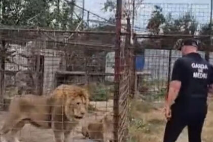 video descinderi la o gradina zoologica ilegala din dambovita lei ursi si tigri erau tinuti intr o curte 6a8594e111447
