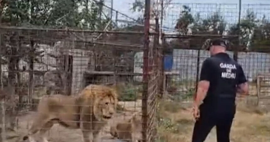 video descinderi la o gradina zoologica ilegala din dambovita lei ursi si tigri erau tinuti intr o curte 6a8594e111447