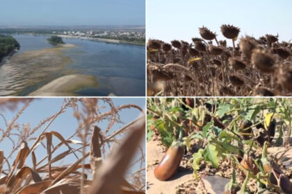 video dezastru agricol in sudul romaniei seceta si dunarea secata lasa fermierii fara recolta si fara bani nu se mai poate face nimic 6a86990aaf505