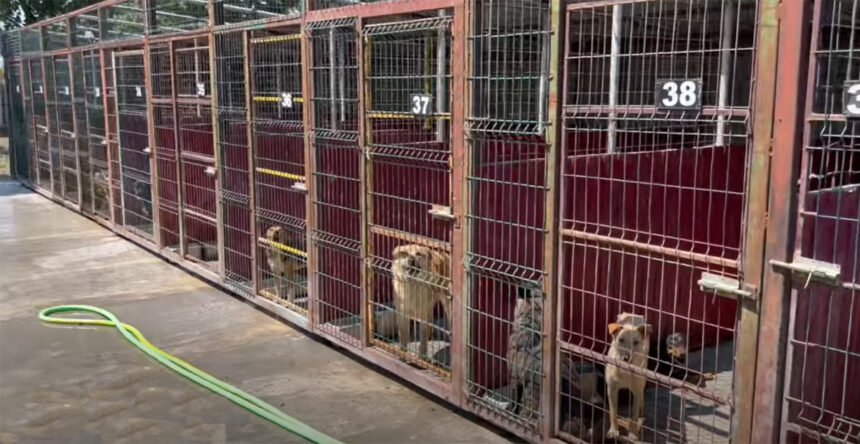 video emotionant cum poti adopta un prieten pe viata oferiti o sansa la fericire unui catel din adapostul din constanta 6a74a4650293c