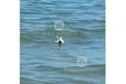 video posibile resturi de drona in zona plajei crowne plaza din mamaia nord politistii au ajuns fata locului 6a733a595396e