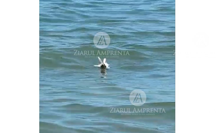 video posibile resturi de drona in zona plajei crowne plaza din mamaia nord politistii au ajuns fata locului 6a733a595396e