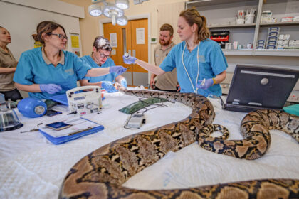 video premiera medicala pitonul jodie foster primul sarpe din lume tratat prin electrochimioterapie impotriva cancerului 6a886cad4c45a
