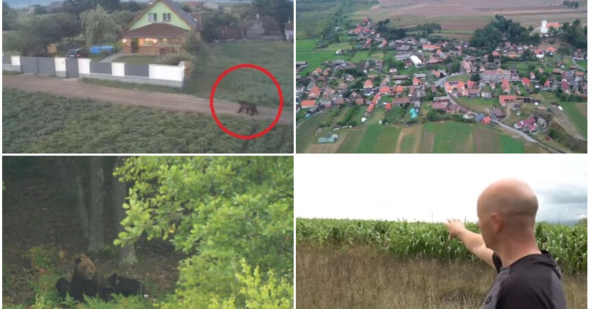 video ziua si ro alert ul in harghita din cauza ursilor oamenii au ajuns la capatul rabdarii ca primar n ar trebui sa alerg dupa urs 6a926f7f0bcbc