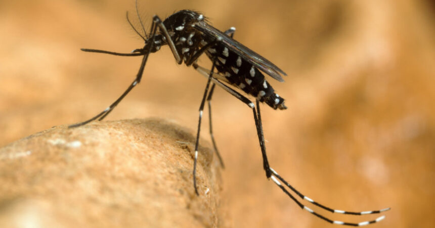 virusul west nile se extinde in europa 12 tari au raportat cazuri romania e pe locul trei dupa numarul zonelor afectate 6a8aec8431052