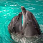 ziua delfinului organizata de ong mare nostrum pe faleza cazino din constanta expozitie foto si materiale dedicate protejarii cetaceelor din marea neagra 6a720160a0c22