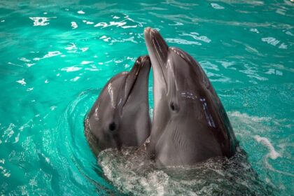 ziua delfinului organizata de ong mare nostrum pe faleza cazino din constanta expozitie foto si materiale dedicate protejarii cetaceelor din marea neagra 6a720160a0c22