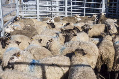 ansvsa a transmis catre ce planul de actiune pentru deblocarea exporturilor de ovine si caprine 13 milioane de vaccinuri gratuite 6aa3ee6823ce5