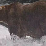 cine a castigat titlul de cel mai gras urs din alaska a strans peste 100 000 de voturi la fat bear week dupa o lupta stransa 6abccd34e244e