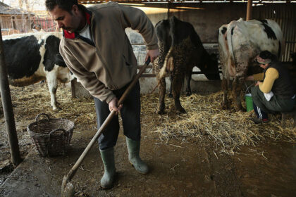comisia europeana aproba 52 de milioane euro pentru crescatorii de bovine afectati de scumpirea combustibililor 6aa7ed750046c