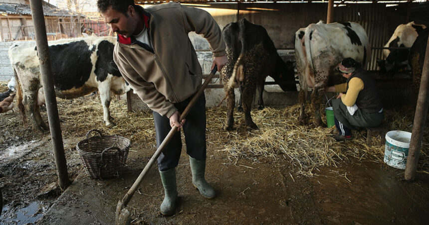 comisia europeana aproba 52 de milioane euro pentru crescatorii de bovine afectati de scumpirea combustibililor 6aa7ed750046c