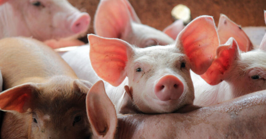 comisia europeana aproba un ajutor de stat de 11 milioane de euro pentru crescatorii de porci din romania 6ab50af073427