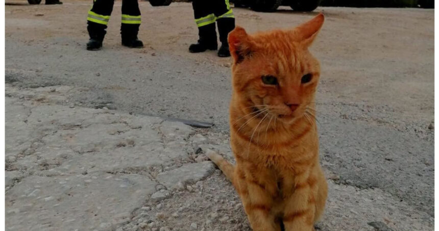 garfield a intrat in echipa pompierilor romani din grecia motanelul nu a mai vrut sa plece dupa ce a primit apa si mancare 6a9c796b233cd