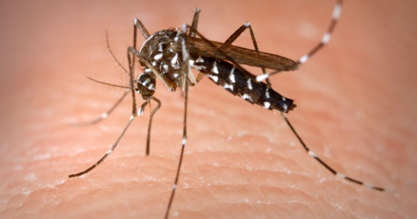 insp 58 de persoane s au infectat cu virusul west nile in acest sezon bilantul deceselor ajunge la 3 6a99b6ca7d383