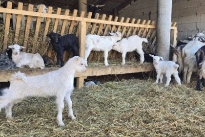 ministrul agriculturii mesaj catre fermieri planul de deblocare a exportului de oi si capre trimis la comisia europeana 6aa96e737493d
