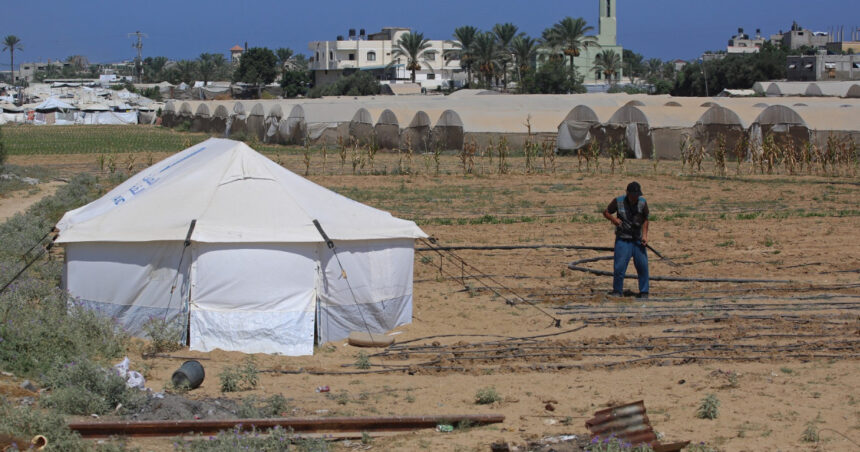 o recolta de speranta o familie reconstruieste intr un cort singura banca de seminte din gaza 6a9bc9bf023a6