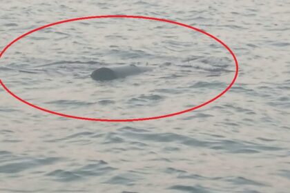 obiect suspect semnalat in mare in zona pescarie din constanta a fost solicitat sprijin prin 112 6a97b040202ac