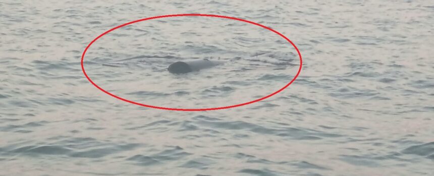 obiect suspect semnalat in mare in zona pescarie din constanta a fost solicitat sprijin prin 112 6a97b040202ac