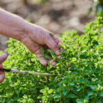 planta aromatica pe care multi o folosesc fara sa i cunoasca proprietatile ce beneficii are si cum se consuma corect 6ab7456048407