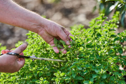 planta aromatica pe care multi o folosesc fara sa i cunoasca proprietatile ce beneficii are si cum se consuma corect 6ab7456048407