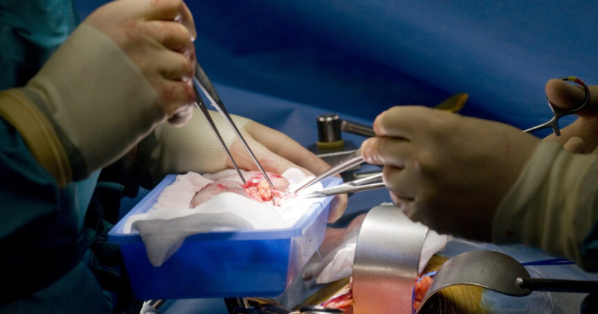 record medical un rinichi de porc transplantat a functionat in corpul unui pacient din sua timp de 271 de zile 6a9a9ecf53497