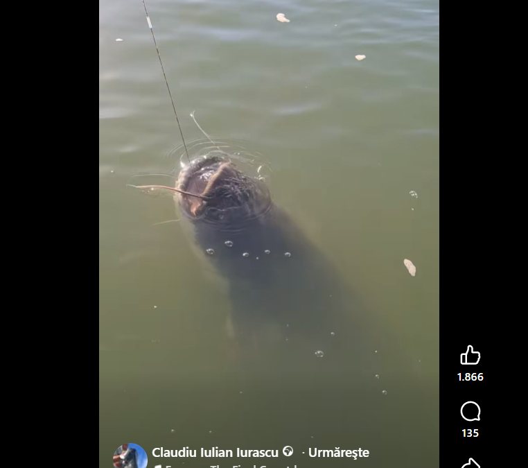 somn imens in delta dunarii prins dupa o lupta de 20 de minute vezi cate kilograme ar fi avut 6aa25514d14b5