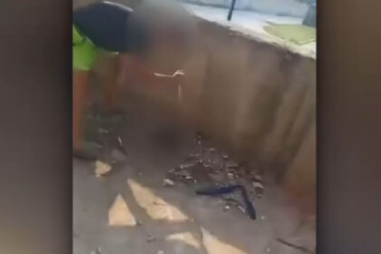 video caz de o cruzime uluitoare in judetul valcea sapte pui de caine au fost atacati cu un cutit de doi copii de 11 si 13 ani 6aa59b532a08c