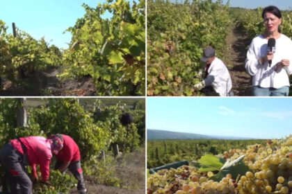 video criza in podgoriile romanesti recolta bogata de struguri anul acesta culegatori putini nu vor sa mai munceasca 6ab2057bdd617