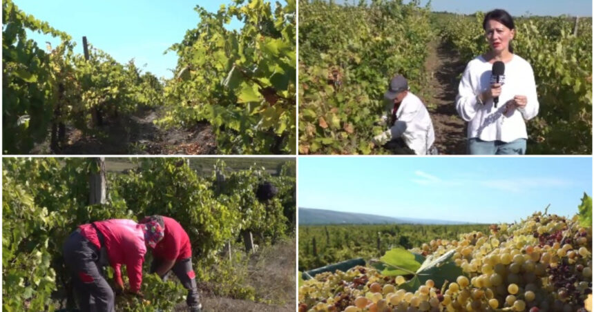 video criza in podgoriile romanesti recolta bogata de struguri anul acesta culegatori putini nu vor sa mai munceasca 6ab2057bdd617