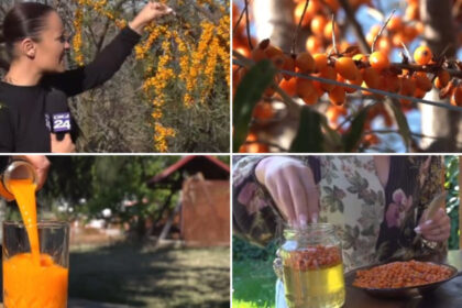 video din plantatie in pahar cum a ajuns catina aurul portocaliu al romanilor in sezonul rece medic e o planta minune 6aae09e91332f