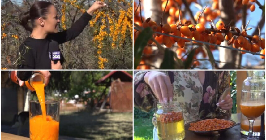 video din plantatie in pahar cum a ajuns catina aurul portocaliu al romanilor in sezonul rece medic e o planta minune 6aae09e91332f
