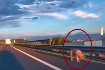 video imagini incredibile pe autostrada sofer amendat dupa ce un porc i a sarit din remorca 6a98012b8533f